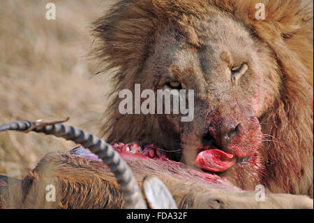 Portrait of a male lion (Panthera leo) avec des cobes lechwes rouges kill dans Moremi National Park (zone Khwai), Botswana Banque D'Images