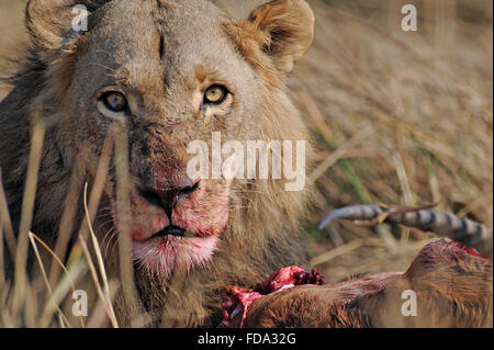 Portrait of a male lion (Panthera leo) avec des cobes lechwes rouges kill dans Moremi National Park (zone Khwai), Botswana Banque D'Images