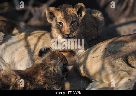 Lionne avec oursons (Panthera leo) dans NP Moremi (Xini Banque D'Images