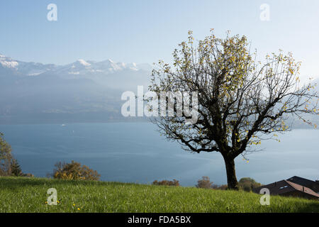 Sigriswil, Suisse, vue sur le lac de Thoune Banque D'Images