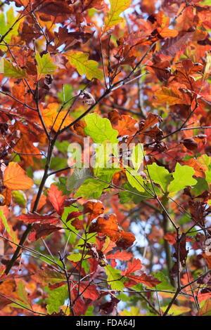 Quercus ellipsoidalis. Le chêne feuilles en automne Banque D'Images