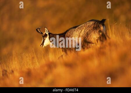 Chamois (Rupicapra rupicapra), buck marche à travers les hautes herbes, manteau d'hiver, Vosges, Alsace, Lorraine, France Banque D'Images