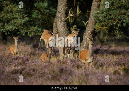 Red Deer ne et mollets, courir, sauter et sauter en sortant de la forêt Banque D'Images