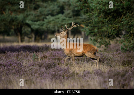 Der rouge cerf avec de petits bois, dans un champ de fleurs de bruyère pourpre Banque D'Images