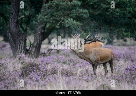 Red Deer stag avec de grands bois, en rut, comportement impressionnant. À côté d'un grand arbre dans un champ de fleurs de bruyère pourpre. Banque D'Images