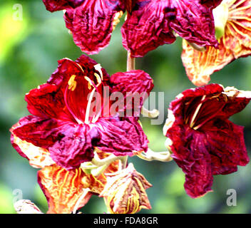 Arbre Kigelia africana, saucisses, grand conifère à feuilles composées pennées et rouge brique fleurs en grappes suspendues Banque D'Images