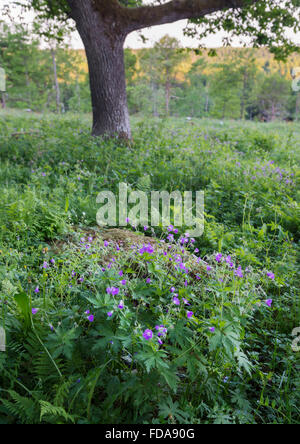 Crane's-bill en bois Banque D'Images