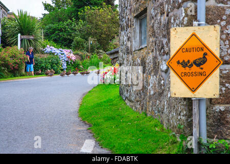 Mallard sauvage canard canards colverts crossing road uk Banque D'Images