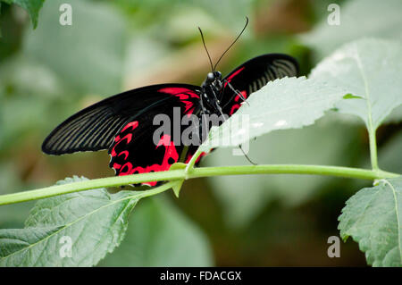 Mormon écarlate rouge et noir papillon sur une feuille Banque D'Images