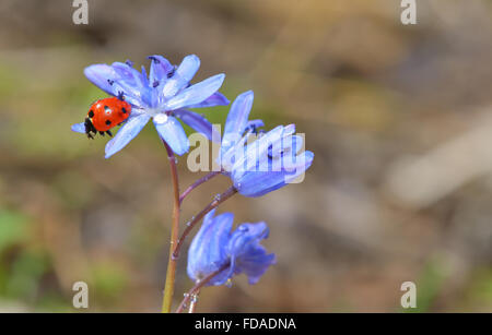 Ladybug assis sur une fleur de printemps au jardin Banque D'Images