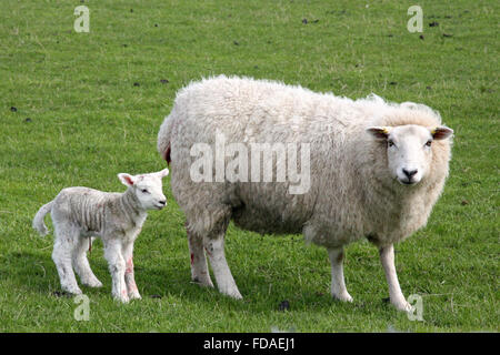 L'agneau nouveau-né avec la mère des moutons, Ramsey, Ile de Man Banque D'Images