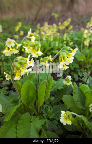 Vrai oxlip (Primula elatior) en fleurs Banque D'Images