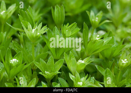 Sweetscented / gaillet mollugine (Galium odoratum sweet woodruff / asperula odorata) en fleurs Banque D'Images