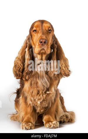 Cocker Anglais chien (Canis lupus familiaris) portrait contre fond blanc Banque D'Images