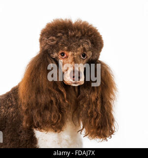 Caniche arlequin (Canis lupus familiaris) portrait contre fond blanc Banque D'Images