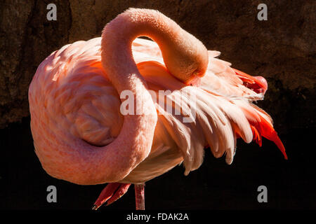 Flamants Roses, Phoenicopterus ruber roseus .Bioparc.Valence, Espagne. Banque D'Images