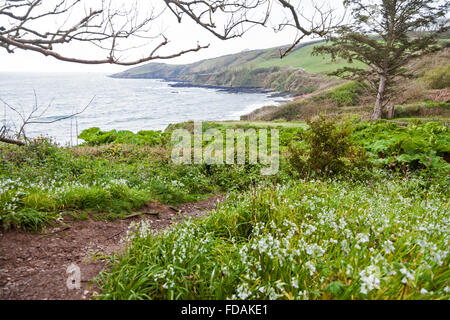 3 poireaux cornés au premier plan à Rosemullion Head sur le sentier de la côte sud-ouest à Nansidwell, Mawnan Smith, Cornwall, Angleterre, Royaume-Uni Banque D'Images