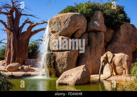 L'éléphant d'Afrique, Loxodonta africana.Bioparc.Valence, Espagne. Banque D'Images