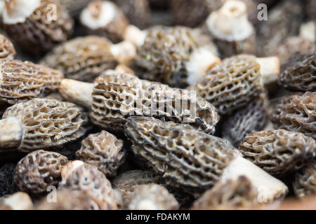 Un close up de morilles en détail texturé Banque D'Images