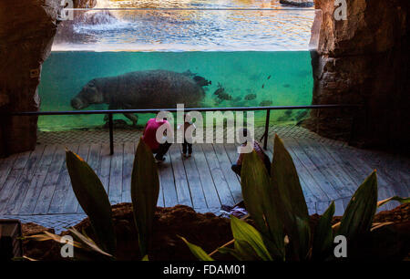 Les gens l'observation d'un hippopotame, Hippopotamus amphibius.Bioparc.Valence, Espagne. Banque D'Images