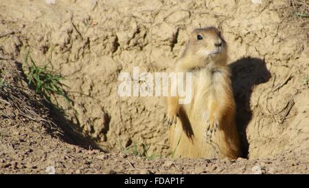 Close-up of Wyoming prairie dog poussant hors d'un den. Banque D'Images