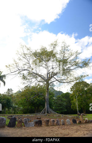 Arbre majestueux et rocher sculpté à pétroglyphes Autochtones Caguana Ceremonial Center. Utuado, Puerto Rico. L'île des Caraïbes. Banque D'Images