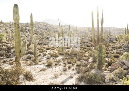 Cactus du désert en Basse Californie, Mexique Banque D'Images