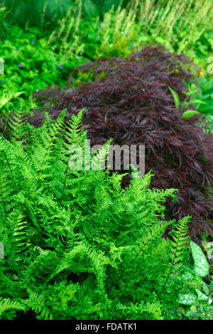 Dryopteris affinis Cristata Le Roi Acer palmatum dissectum feuillage vert violet quitte la plantation scheme Floral RM Banque D'Images