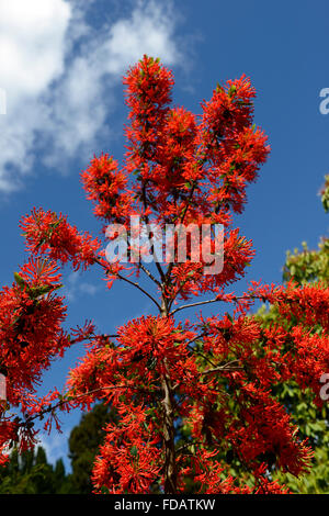 Embothrium coccineum découverte chliean bush feu orange rouge fleurs fleur arbuste à fleurs arbre arbres Arbustes Fleurs exotiques RM Banque D'Images