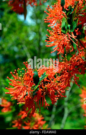 Embothrium coccineum découverte chliean bush feu orange rouge fleurs fleur arbuste à fleurs arbre arbres Arbustes Fleurs exotiques RM Banque D'Images