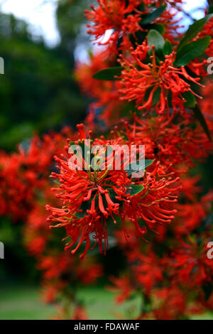 Embothrium coccineum découverte chliean bush feu orange rouge fleurs fleur arbuste à fleurs arbre arbres Arbustes Fleurs exotiques RM Banque D'Images