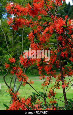 Embothrium coccineum découverte chliean bush feu orange rouge fleurs fleur arbuste à fleurs arbre arbres Arbustes Fleurs exotiques RM Banque D'Images