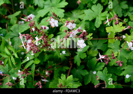 Geranium macrorrhizum géranium Geranium géranium sanguin rock alba fleur fleurs Jardin éternel fleur floral RM Banque D'Images