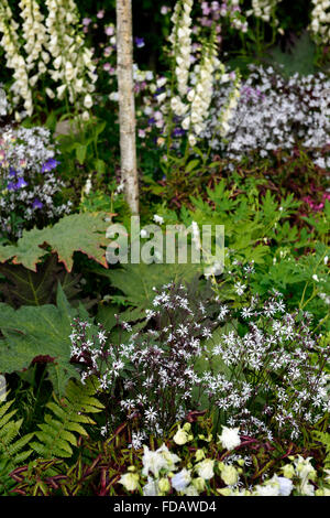 Lychnis flos cuculi ragged robin white foxglove aquilegia charme fleur fleurs vivaces à fleurs plante jardin floral RM Banque D'Images