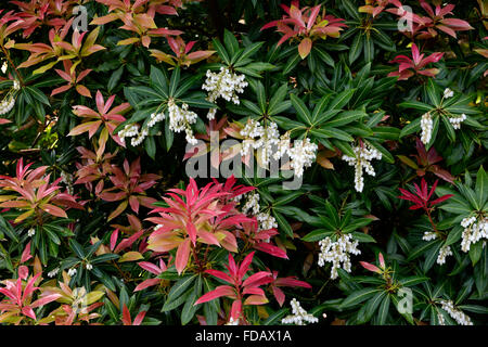 Pieris fleurs blanches feuilles rose nouvelle croissance printemps jardin floral RM Banque D'Images