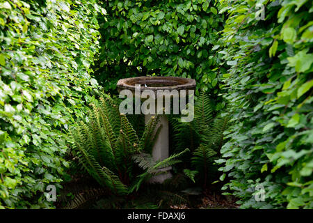 Bain d'oiseaux fougère Dryopteris hêtre haie jardinage jardin ombragé à l'ombre de l'ombre de design floral RM Banque D'Images