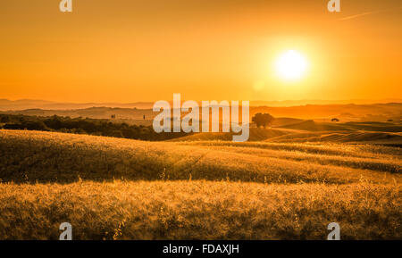 Coucher du soleil sur les champs d'or Toscane en Italie Banque D'Images