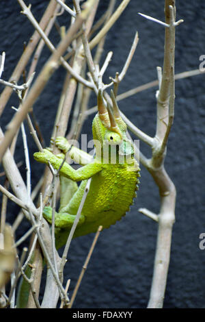 Jackson's Trois-horned Chameleon (Trioceros jacksonii,) Banque D'Images