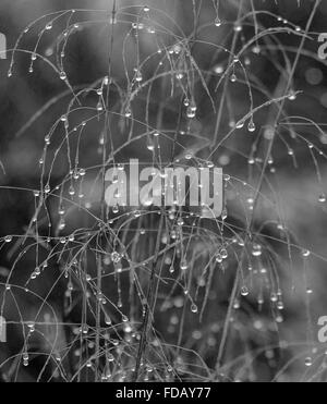 Quelques gouttes de rosée de l'eau s'accrochant sur les tiges de graminées d'hiver noir et blanc plein cadre Banque D'Images