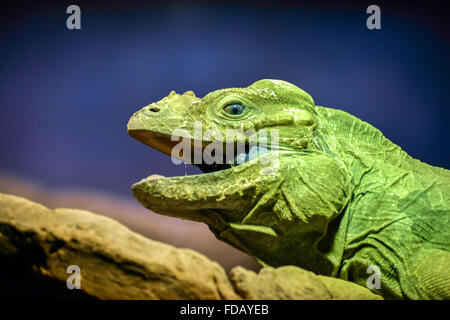 Iguane vert (Iguana iguana) Banque D'Images