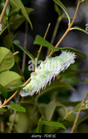 Atlas moth (Attacus atlas) Caterpillar Banque D'Images