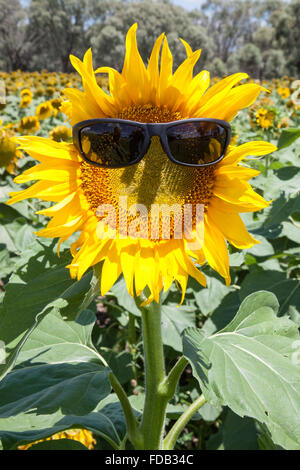 Tournesols en Nouvelle Galles du Sud, région Quirindi Banque D'Images