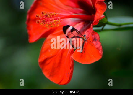 Glasswinged Butterfly (Greta oto) sur un Hibiscus rouge Banque D'Images
