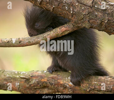 Porcupine bébé debout sur une branche de pin rongeant sur une branche Banque D'Images