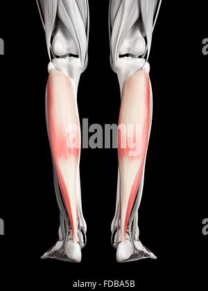 Les muscles des jambes (le soleus), illustration. Banque D'Images