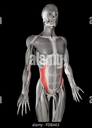 Les muscles abdominaux (obliques interne), de l'illustration. Banque D'Images
