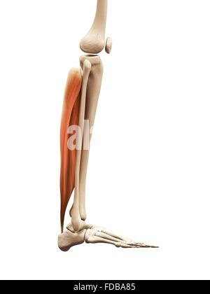 Les muscles de la jambe (le soleus), illustration. Banque D'Images