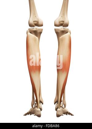 Les muscles de la jambe (le soleus), illustration. Banque D'Images