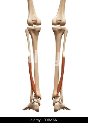 Les muscles des jambes (flexor hallucis), illustration. Banque D'Images