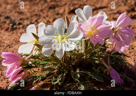 L'onagre (Oenothera caespitosa), Arches National Park, Moab, Utah. Banque D'Images